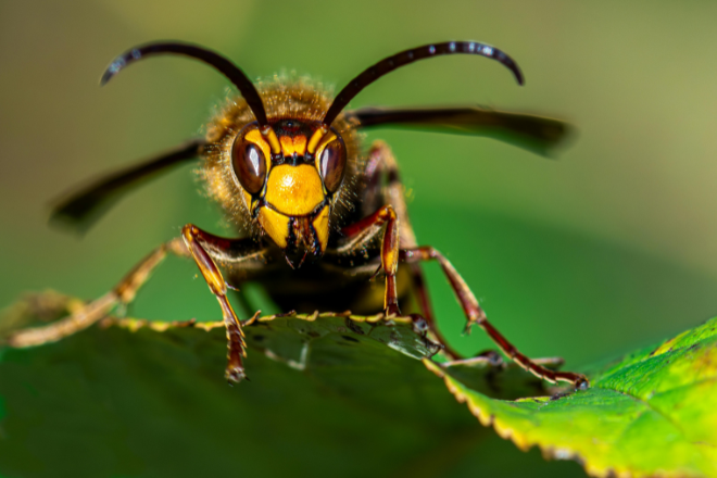 Destruction des nids de frelons asiatiques
