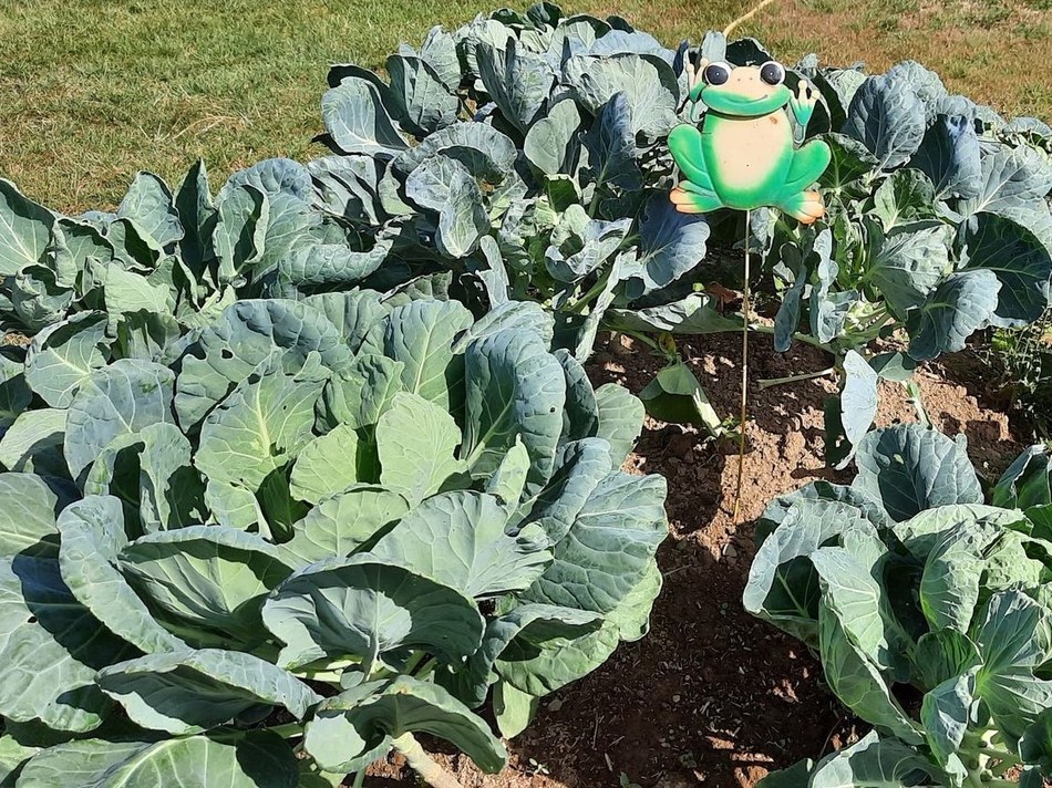jardin 5